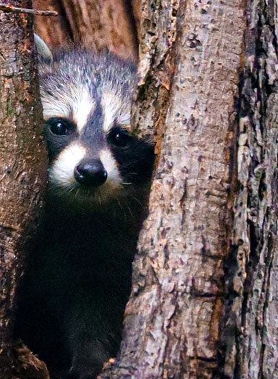 Raccoon Living In Tree Hollow