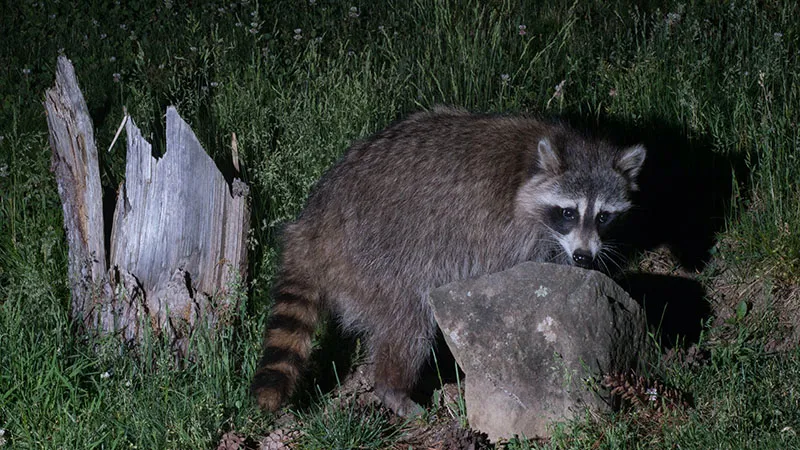 Raccoon Most Active At Night
