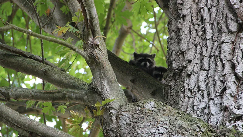 Raccoon Sleeping In Tree