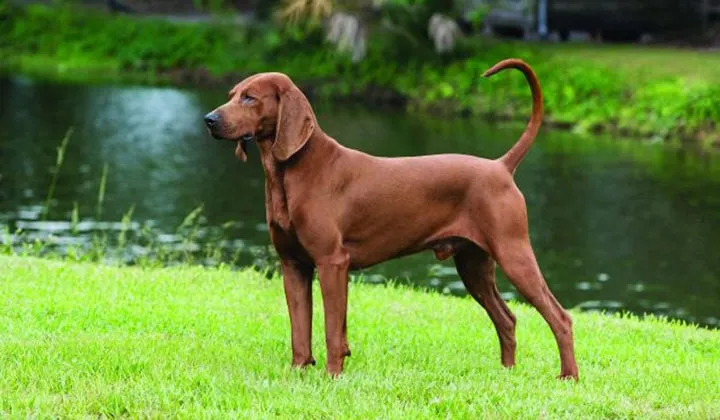 Redbone Coonhound Domesticated Dog