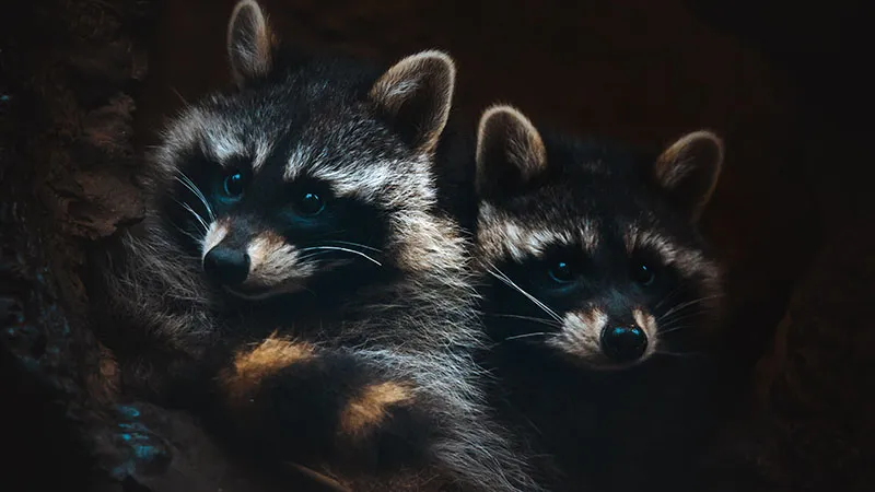 Sleeping Raccoons Together