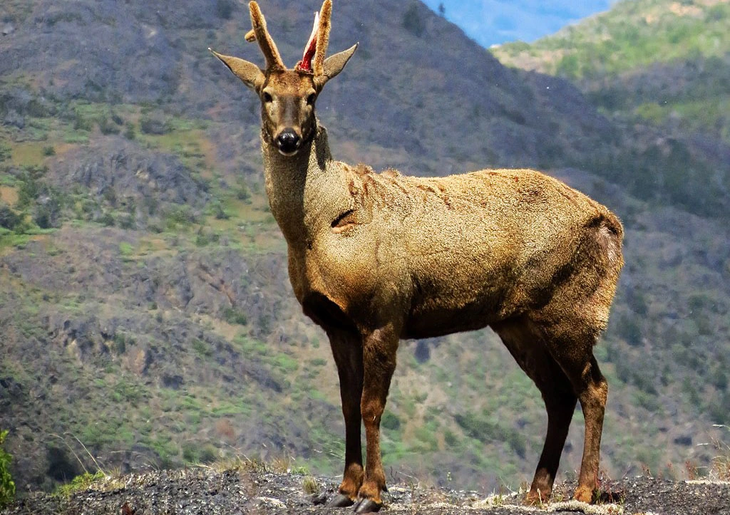 South Andean Deer Hippocamelus bisulcus