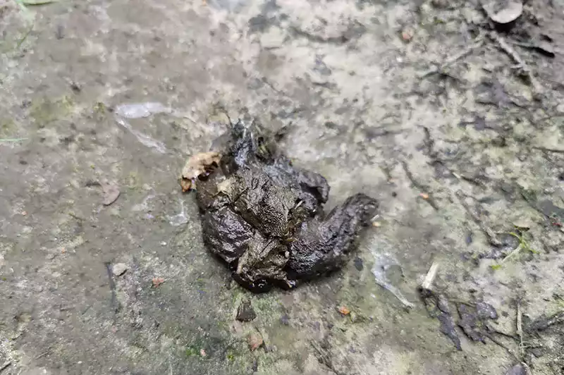 Sticky Raccoon Poop