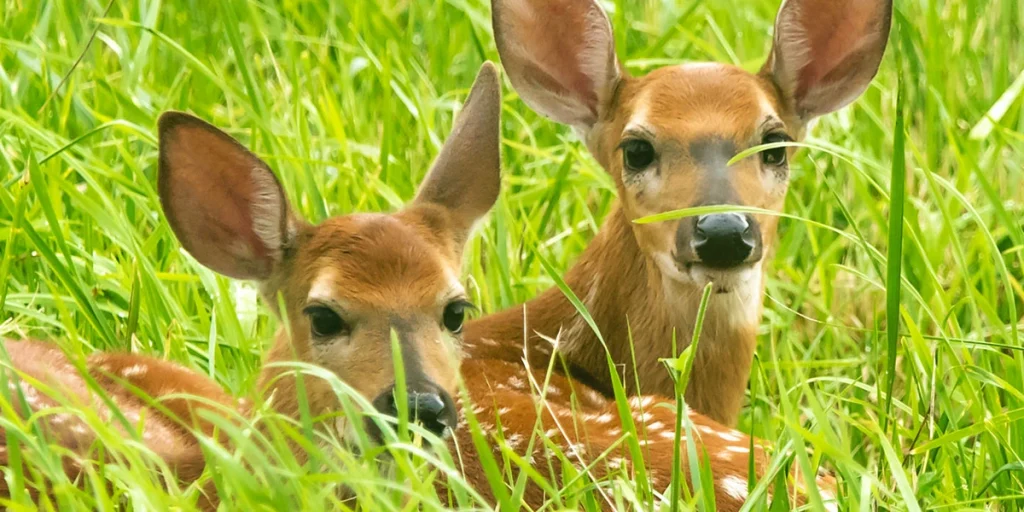Touch Baby Deer Fawn