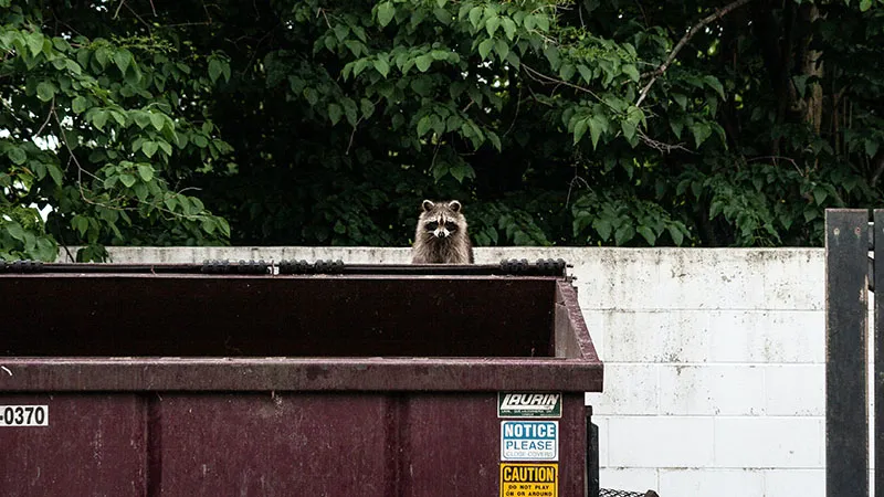 Trash Panda Life