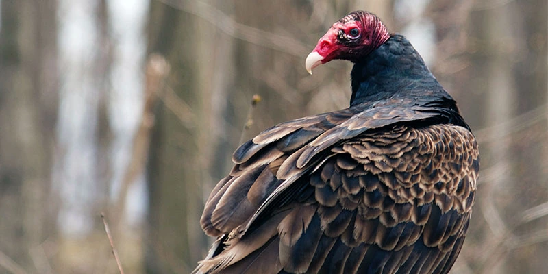 Turkey Vulture