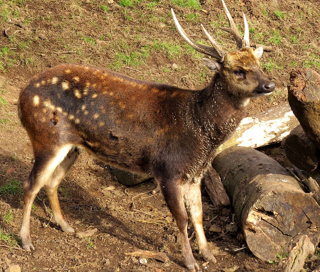 Visayan Spotted Deer Rusa alfredi Philippine