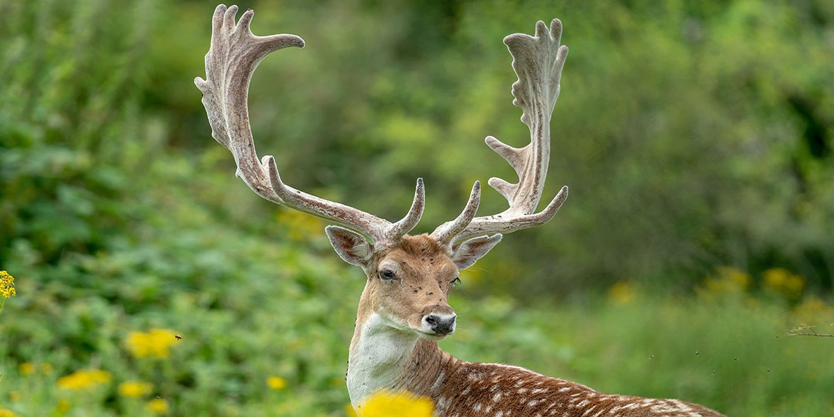 What Are Deer Antlers Made Of? (Not What You Expect!)