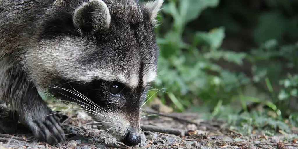 What Does Raccoon Poop Look Like With Pictures