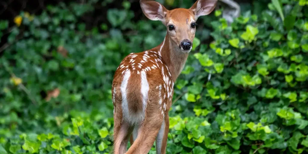 What Eats Deer Predator