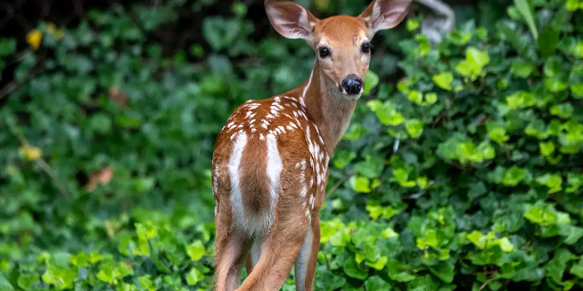 What Eats Deer: 13 Common Predators In North America