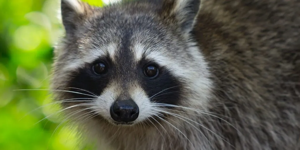 What Eats Raccoons Predators That Kill Them