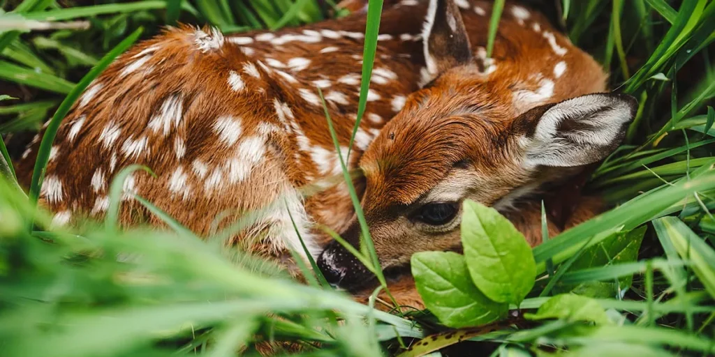 Why Do Fawns Have Spots