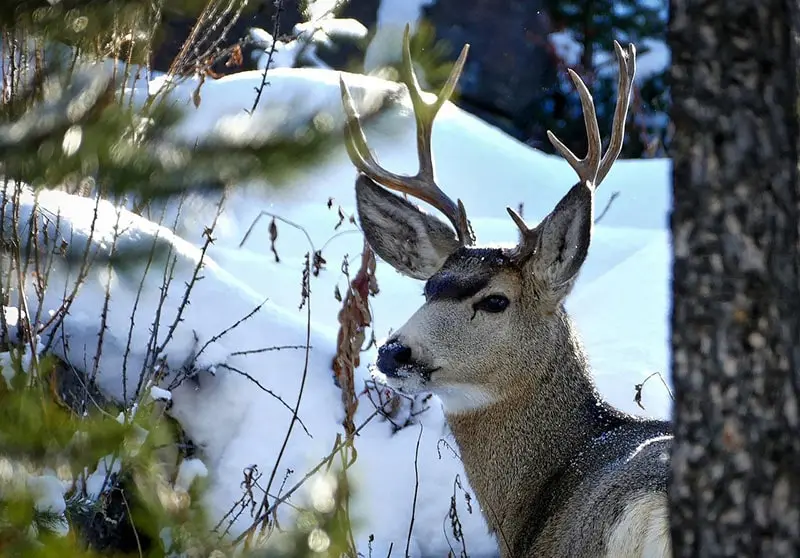 Winter Hibernate Buck