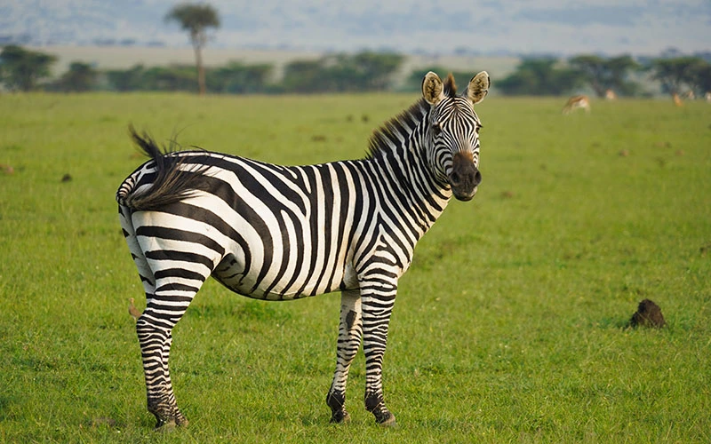 Zebra